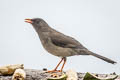 Great Thrush Turdus fuscater clarus