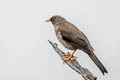 Great Thrush Turdus fuscater clarus