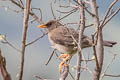 Great Thrush Turdus fuscater clarus