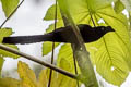 Greater Ani Crotophaga major