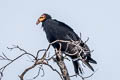 Greater Yellow-headed Vulture Cathartes melambrotus