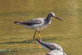 Greater Yellowlegs Tringa melanoleuca