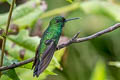 Green-crowned Brilliant Heliodoxa jacula jacula