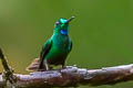 Green-crowned Brilliant Heliodoxa jacula jacula