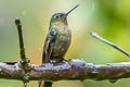 Green-crowned Brilliant Heliodoxa jacula jacula