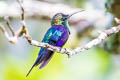 Green-crowned Woodnymph Thalurania colombica fannyae subtropicalis