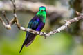 Green-crowned Woodnymph Thalurania colombica fannyae subtropicalis