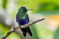 Green-crowned Woodnymph Thalurania colombica fannyae subtropicalis