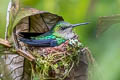 Green-crowned Woodnymph Thalurania colombica fannyae subtropicalis