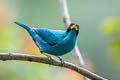 Green Honeycreeper Chlorophanes spiza subtropicalis