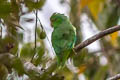 Green-rumped Parrotlet Forpus passerinus cyanophanes