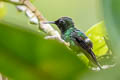 Green Thorntail Discosura conversii