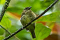 Green Manakin Cryptopipo holochlora litae