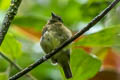 Green Manakin Cryptopipo holochlora litae