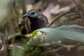 Grey-bellied Antbird Ammonastes pelzelni