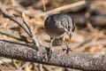 Grey Pileated Finch Coryphospingus pileatus brevicaudus