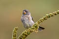 Grey Seedeater Sporophila intermedia intermedia