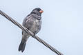 Grey Seedeater Sporophila intermedia intermedia