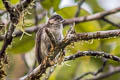 Greyish Piculet Picumnus granadensis granadensis