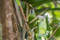 Groove-billed Toucanet Aulacorhynchus sulcatus calorhynchus 