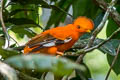 Guianan Cock-of-the-rock Rupicola rupicola