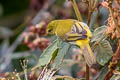 Guira Tanager Hemithraupis guira guirina