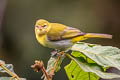 Guira Tanager Hemithraupis guira guirina