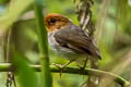 Hooded Antpitta Grallaricula cucullata cucullata