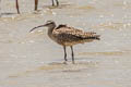 Hudsonian Whimbrel Numenius hudsonicus rufiventris