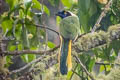 Inca Jay Cyanocorax yncas yncas