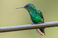 Indigo-capped Hummingbird Saucerottia cyanifrons