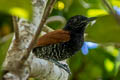 Inirida Antshrike Thamnophilus sp. nov.