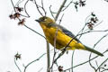 Lacrimose Mountain Tanager Anisognathus lacrymosus pallididorsalis