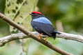 Lance-tailed Manakin Chiroxiphia lanceolata