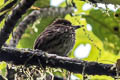 Lanceolated Monklet Micromonacha lanceolata