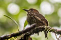 Lanceolated Monklet Micromonacha lanceolata