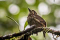 Lanceolated Monklet Micromonacha lanceolata