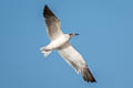 Laughing Gull Leucophaeus atricilla