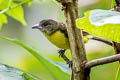 Lemon-rumped Tanager Ramphocelus icteronotus