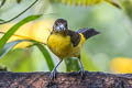 Lemon-rumped Tanager Ramphocelus icteronotus