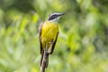 Lesser Kiskadee Philohydor lictor lictor