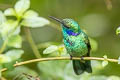 Lesser Violetear Colibri cyanotus cyanotus