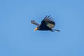 Lesser Yellow-headed Vulture Cathartes burrovianus urubutinga