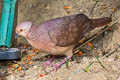 Lined Quail-Dove Zentrygon linearis