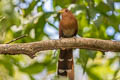 Little Cuckoo Coccycua minuta minuta