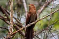 Little Cuckoo Coccycua minuta minuta