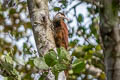 Long-billed Woodcreeper Nasica longirostris