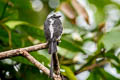 Long-tailed Tyrant Colonia colonus leuconota