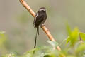 Long-tailed Tyrant Colonia colonus leuconota