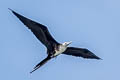 Brown Pelican Pelecanus occidentalis carolinensis